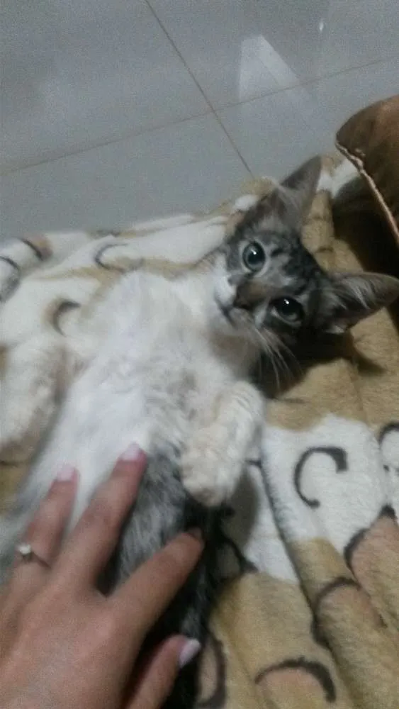 Gato ra a sem raça  idade 2 a 6 meses nome Naninho