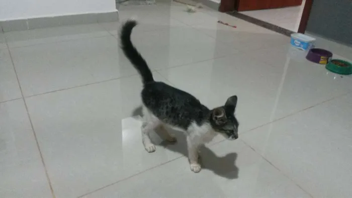 Gato ra a sem raça  idade 2 a 6 meses nome Naninho