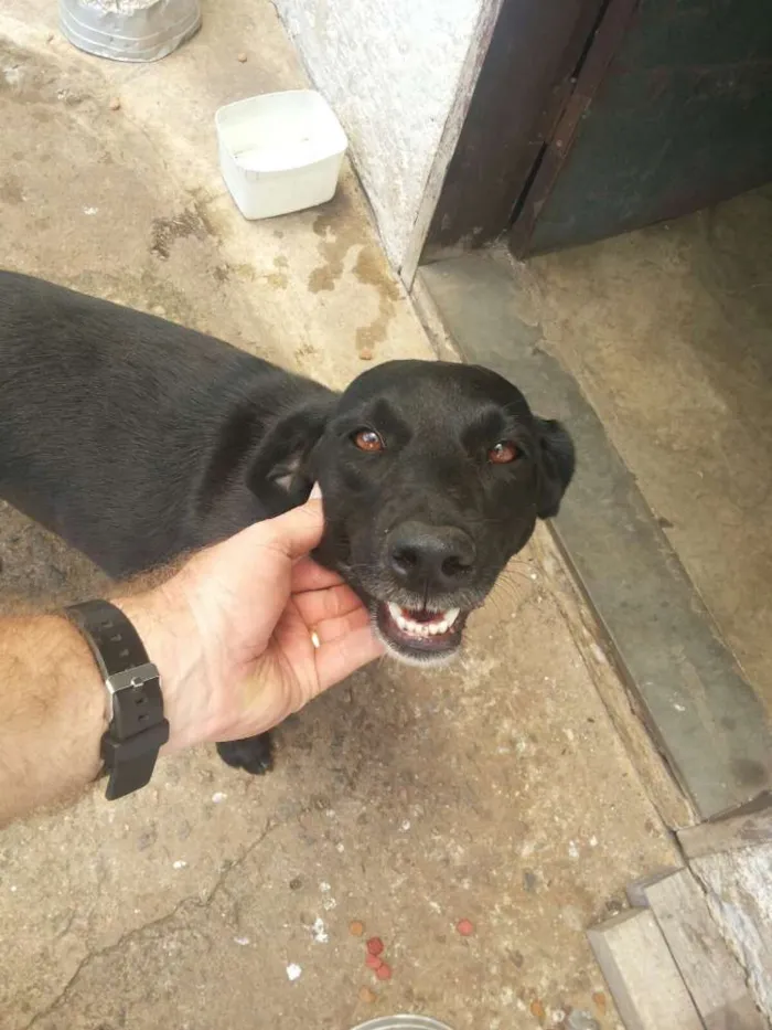 Cachorro ra a SRD idade 4 anos nome Pérola