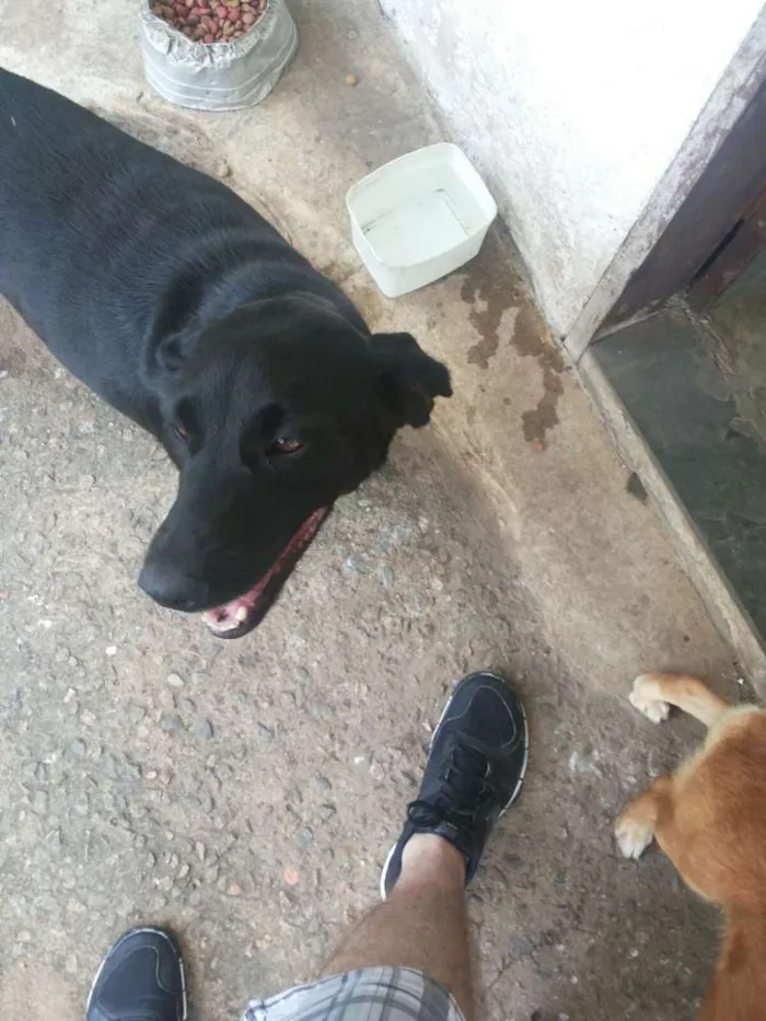 Cachorro ra a SRD idade 4 anos nome Pérola