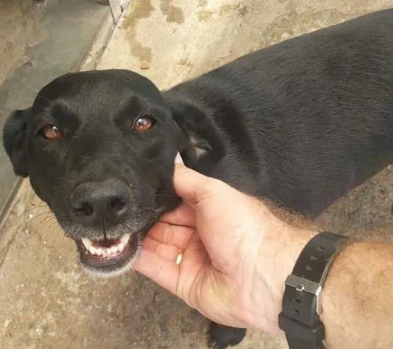 Cachorro ra a SRD idade 4 anos nome Pérola