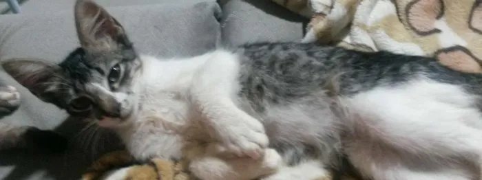 Gato ra a sem raça  idade 2 a 6 meses nome Naninho