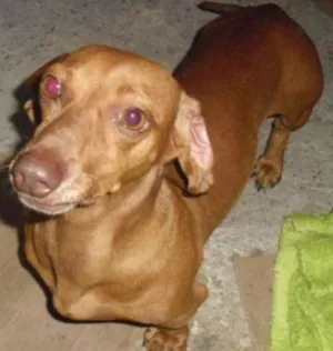 Cachorro raça Basset-Cofap idade 1 ano nome BASSET