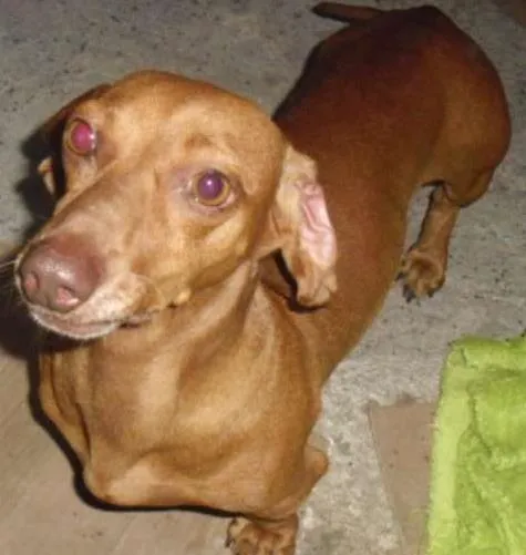 Cachorro ra a Basset-Cofap idade 1 ano nome BASSET