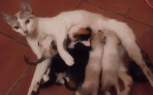 Gato raça Mista idade 2 a 6 meses nome Não tem nomes