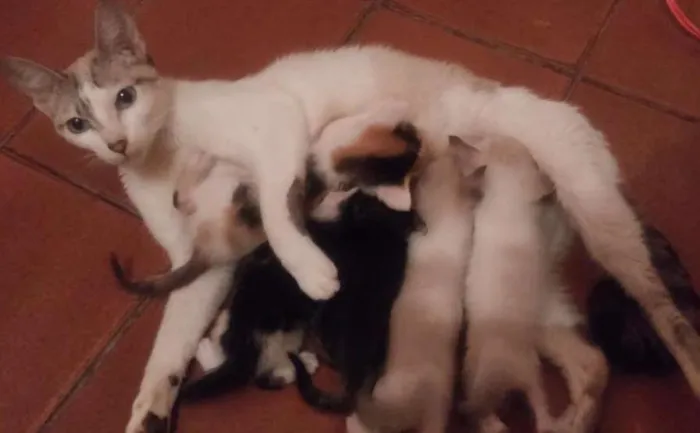 Gato ra a Mista idade 2 a 6 meses nome Não tem nomes