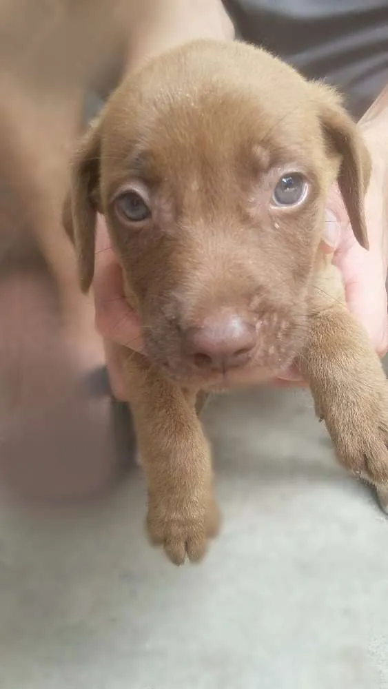 Cachorro ra a Vira lata idade 2 a 6 meses nome Sem nome 