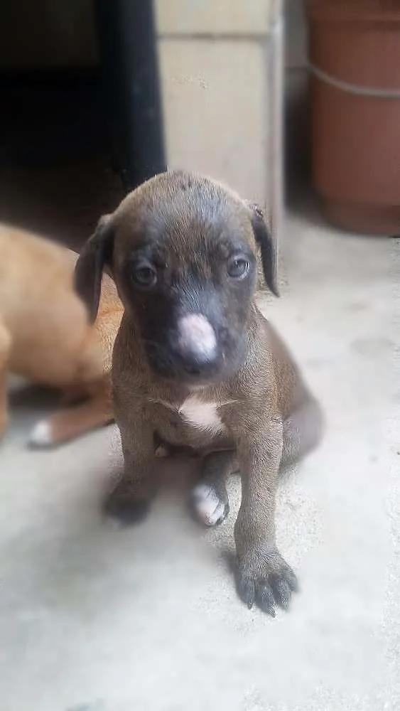 Cachorro ra a Vira lata idade 2 a 6 meses nome Sem nome 