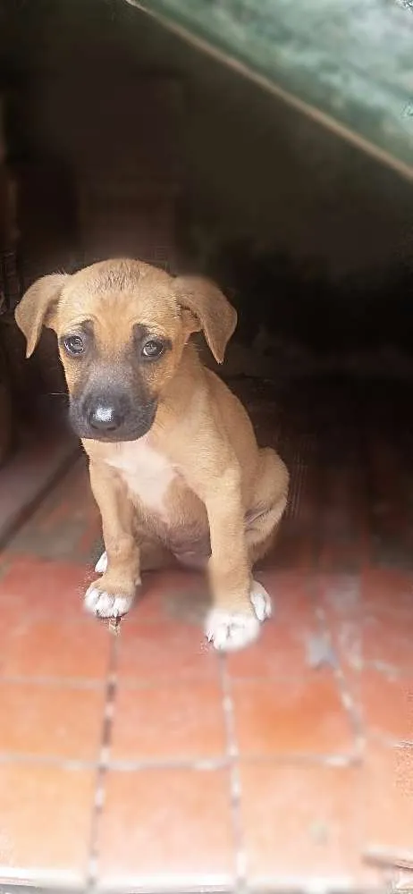 Cachorro ra a Vira lata idade 2 a 6 meses nome Sem nome 
