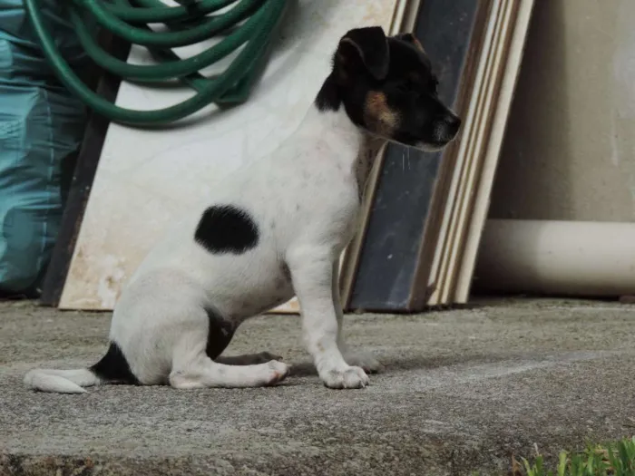 Cachorro ra a Vira Lata idade 2 a 6 meses nome ?