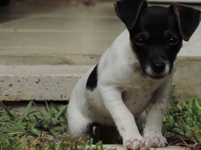 Cachorro ra a Vira Lata idade 2 a 6 meses nome ?