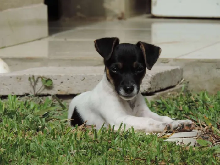 Cachorro ra a Vira Lata idade 2 a 6 meses nome ?