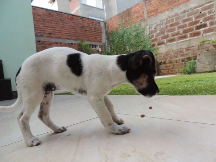 Cachorro ra a Vira Lata idade 2 a 6 meses nome ?