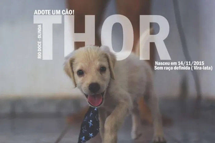Cachorro ra a VIRA-LARA idade Abaixo de 2 meses nome THOR