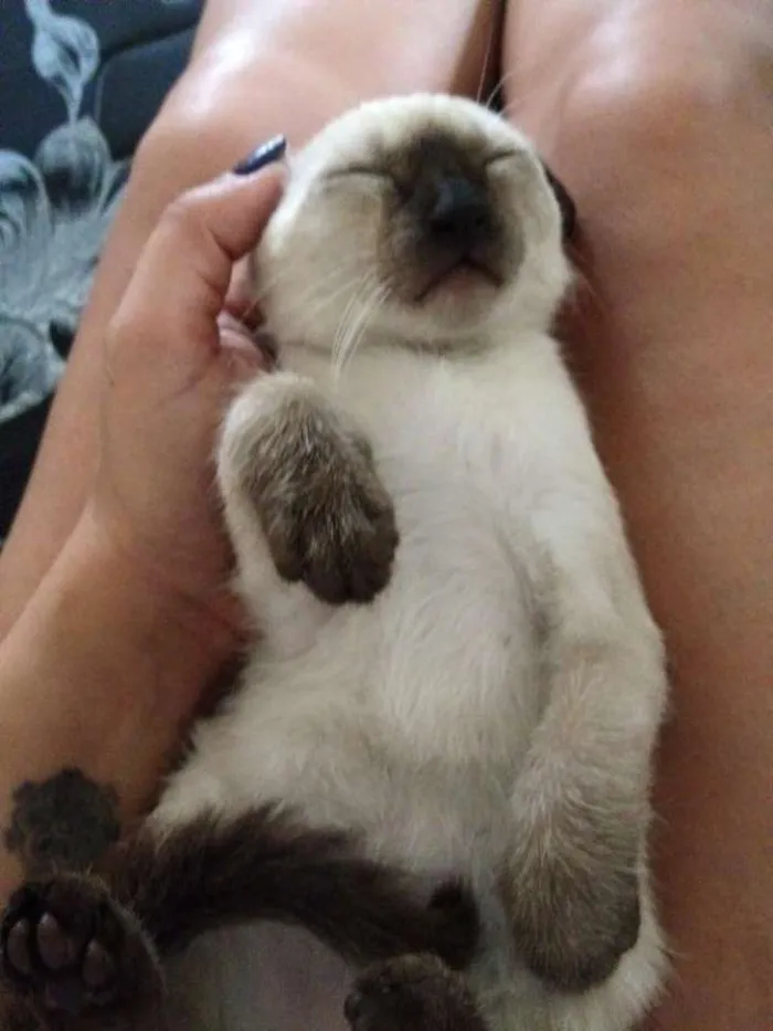 Gato ra a SRD idade Abaixo de 2 meses nome Grego