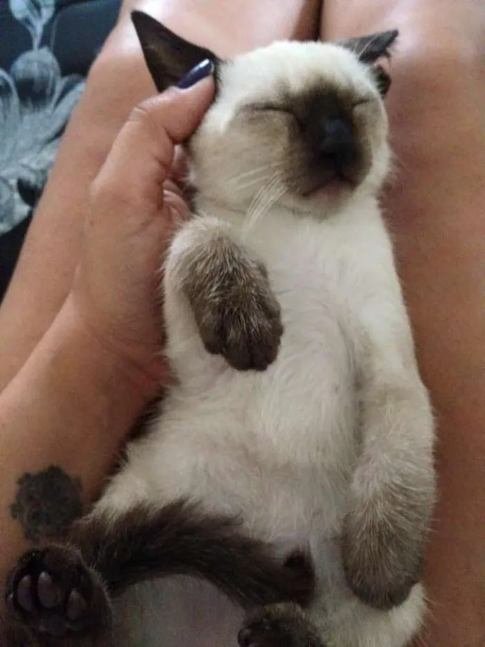 Gato ra a SRD idade Abaixo de 2 meses nome Grego