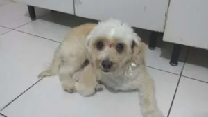 Cachorro raça Poodle idade 6 ou mais anos nome MEL