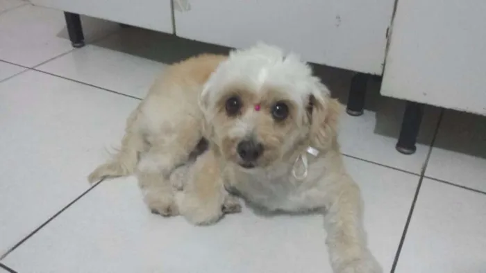 Cachorro ra a Poodle idade 6 ou mais anos nome MEL