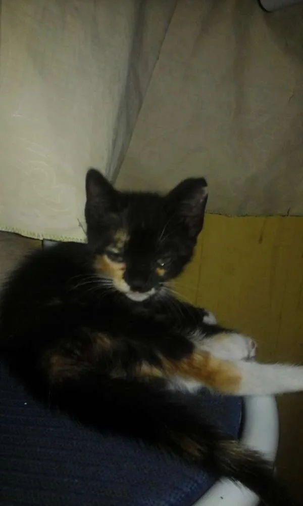 Gato raça Siamês e o outro não sei idade Abaixo de 2 meses nome Não tem