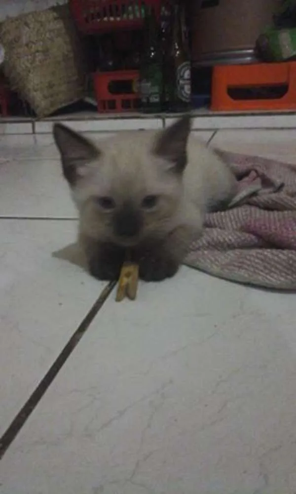 Gato raça Siamês e o outro não sei idade Abaixo de 2 meses nome Não tem