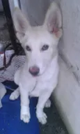 Bily