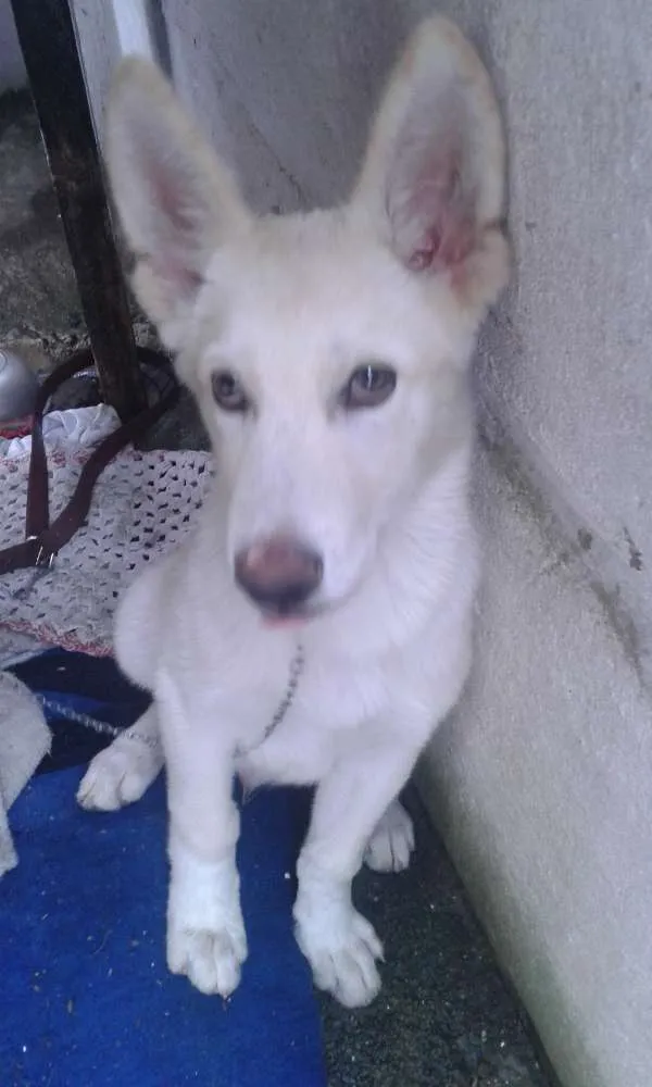 Cachorro raça Husk siberiano com pastor alemão idade 2 a 6 meses nome Bily