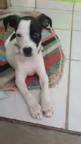 Filó