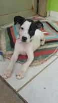 Filó