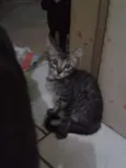 Varão