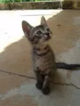 Varão
