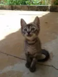 Varão