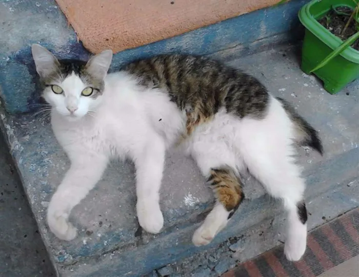 Gato ra a Sem raça definida idade 7 a 11 meses nome Marie