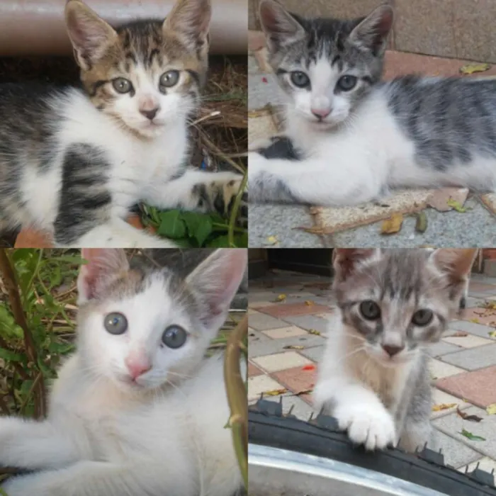 Gato raça sem raça definida idade 2 a 6 meses nome ...