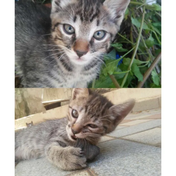 Gato raça sem raça definida idade 2 a 6 meses nome ...