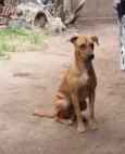 Marrom