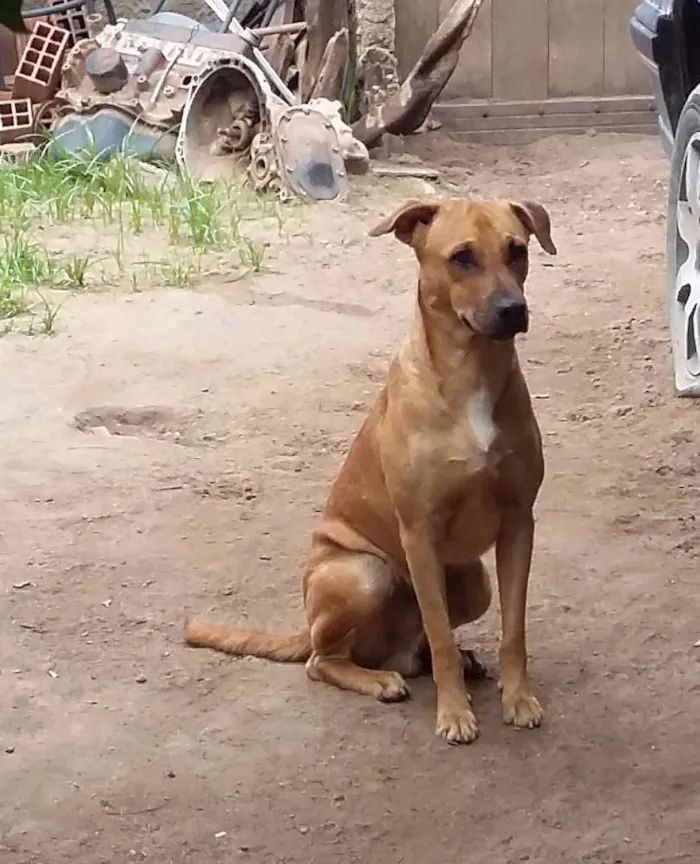Cachorro raça Canina idade 1 ano nome Marrom