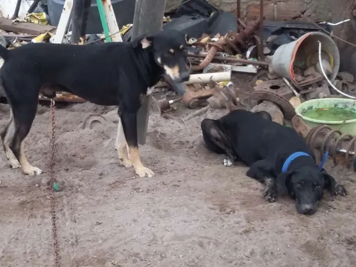 Cachorro raça Canina idade 1 ano nome Marrom