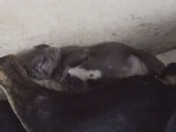 Cachorro raça Canina idade Abaixo de 2 meses nome Neguinha