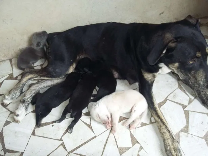 Cachorro raça Canina idade Abaixo de 2 meses nome Neguinha