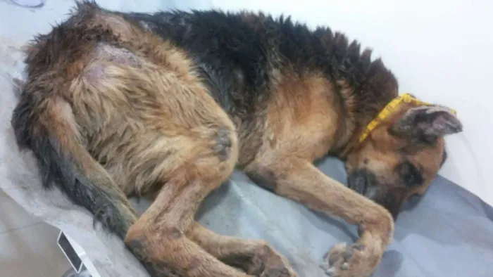 Cachorro raça vira lata idade 4 anos nome nao tem