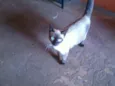 Mia
