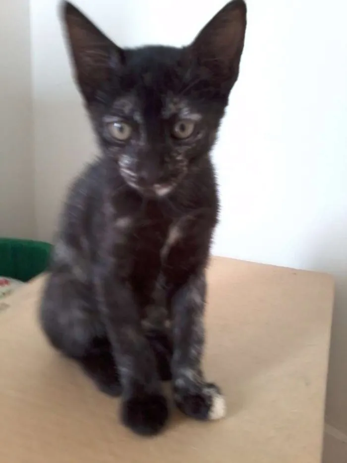 Gato raça SRD idade Abaixo de 2 meses nome Morena e Nina
