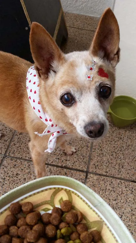 Cachorro ra a Pinscher  idade 6 ou mais anos nome Ruana