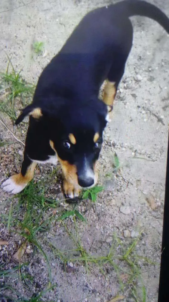 Cachorro ra a vira lata com semelhaça de rottweiler idade 2 a 6 meses nome Hanna