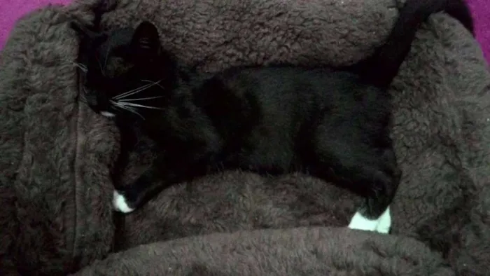 Gato ra a  idade Abaixo de 2 meses nome Gatinhos