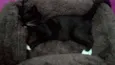 Gatinhos