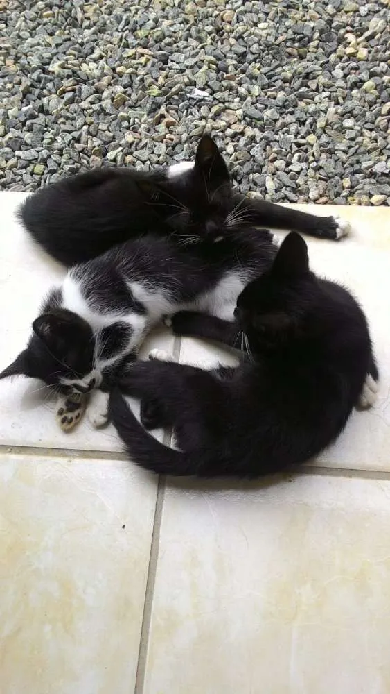 Gato ra a  idade Abaixo de 2 meses nome Gatinhos