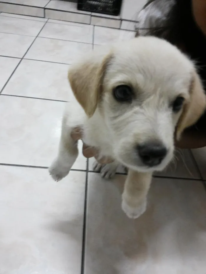 Cachorro ra a indefinido idade Abaixo de 2 meses nome mel