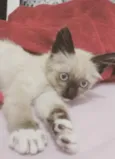 Capitu