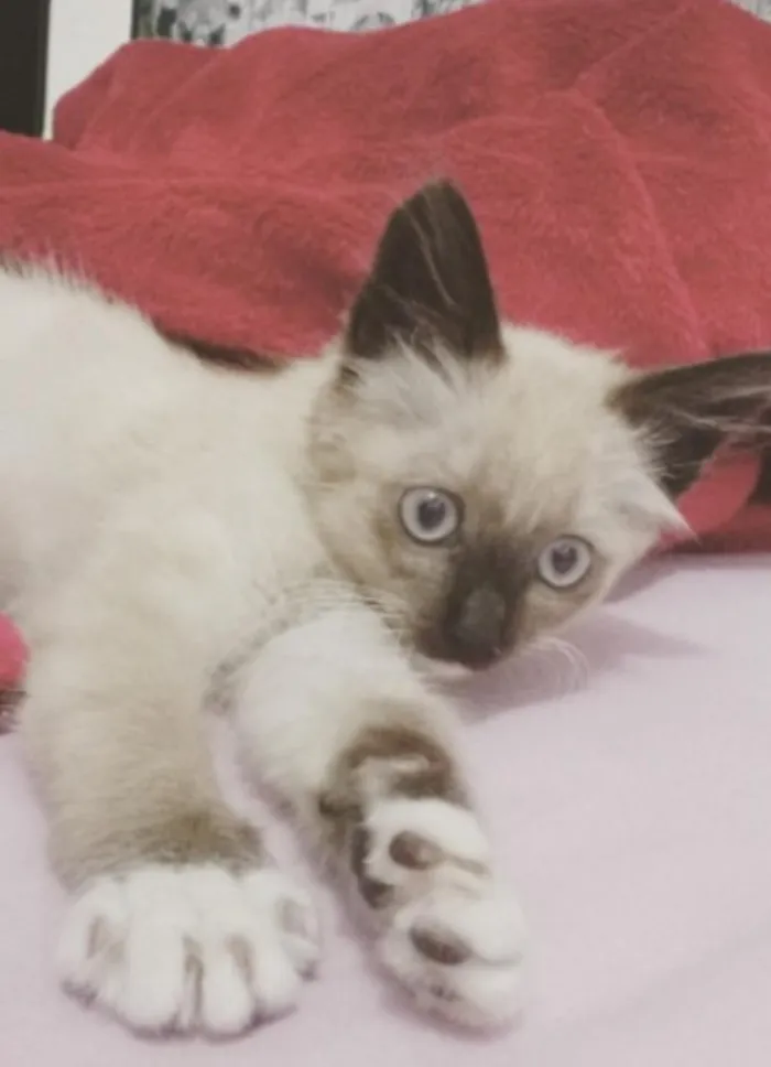 Gato ra a SRD idade 2 a 6 meses nome Capitu